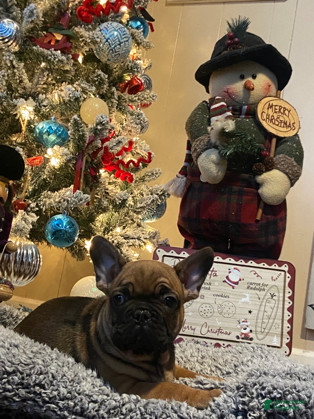 French Bulldog dogs for sale: Gus - Ad 3