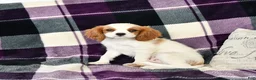 Cavalier King Charles Spaniel dogs for sale: Percy - Ad 4