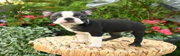 Boston Terrier dogs for sale: Bonnie - Ad 3
