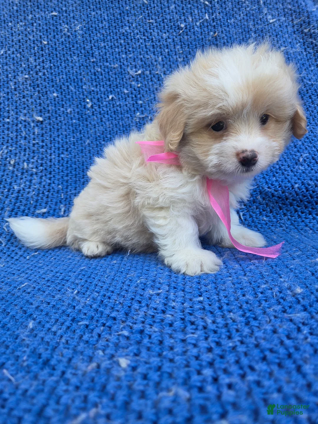 Maltipoo dogs for sale: Winny  - Ad 1