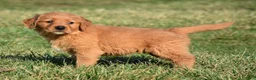 Golden Retriever dogs for sale: Taffy       Genetic/OFA - Ad 8
