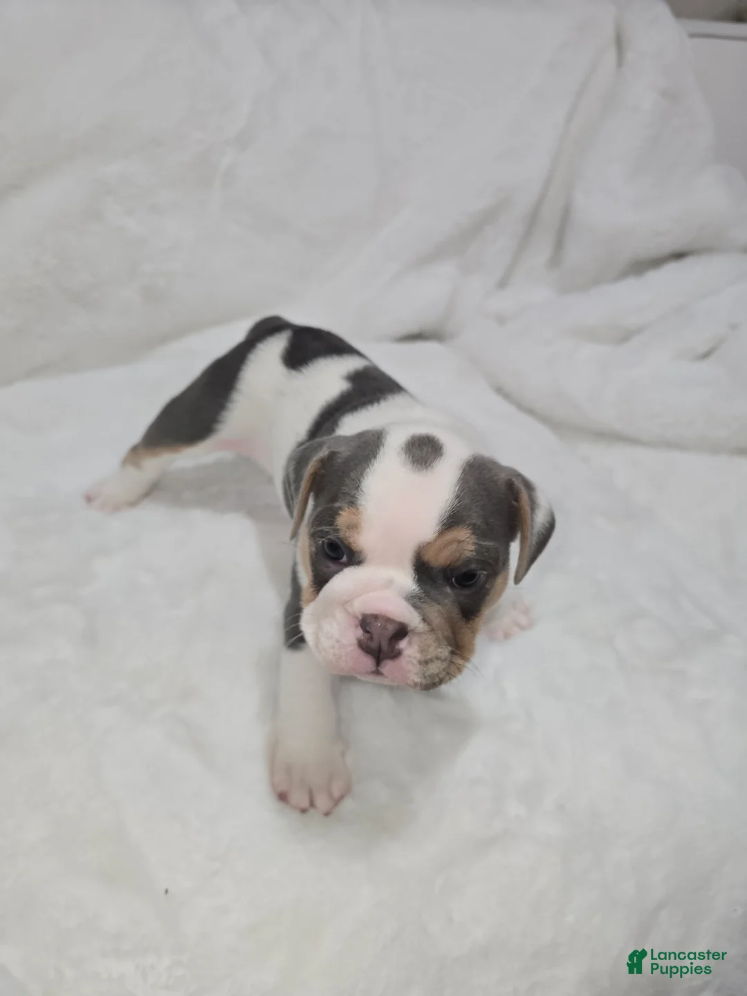 English Bulldog dogs for sale: English Bulldog Puppy 4 - Ad 1