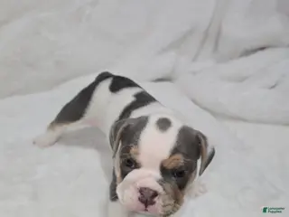 English Bulldog dogs English Bulldog Puppy 4 - Ad 5