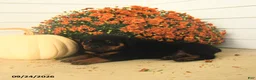 Rottweiler dogs for sale: Prince   - Ad 4