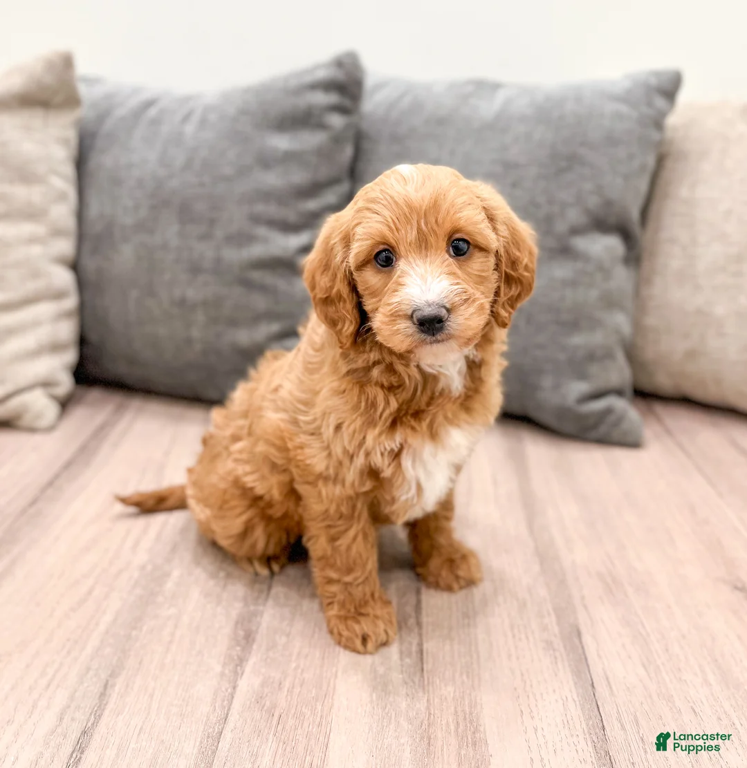 Labradoodle dogs for sale: Janey - Ad 3