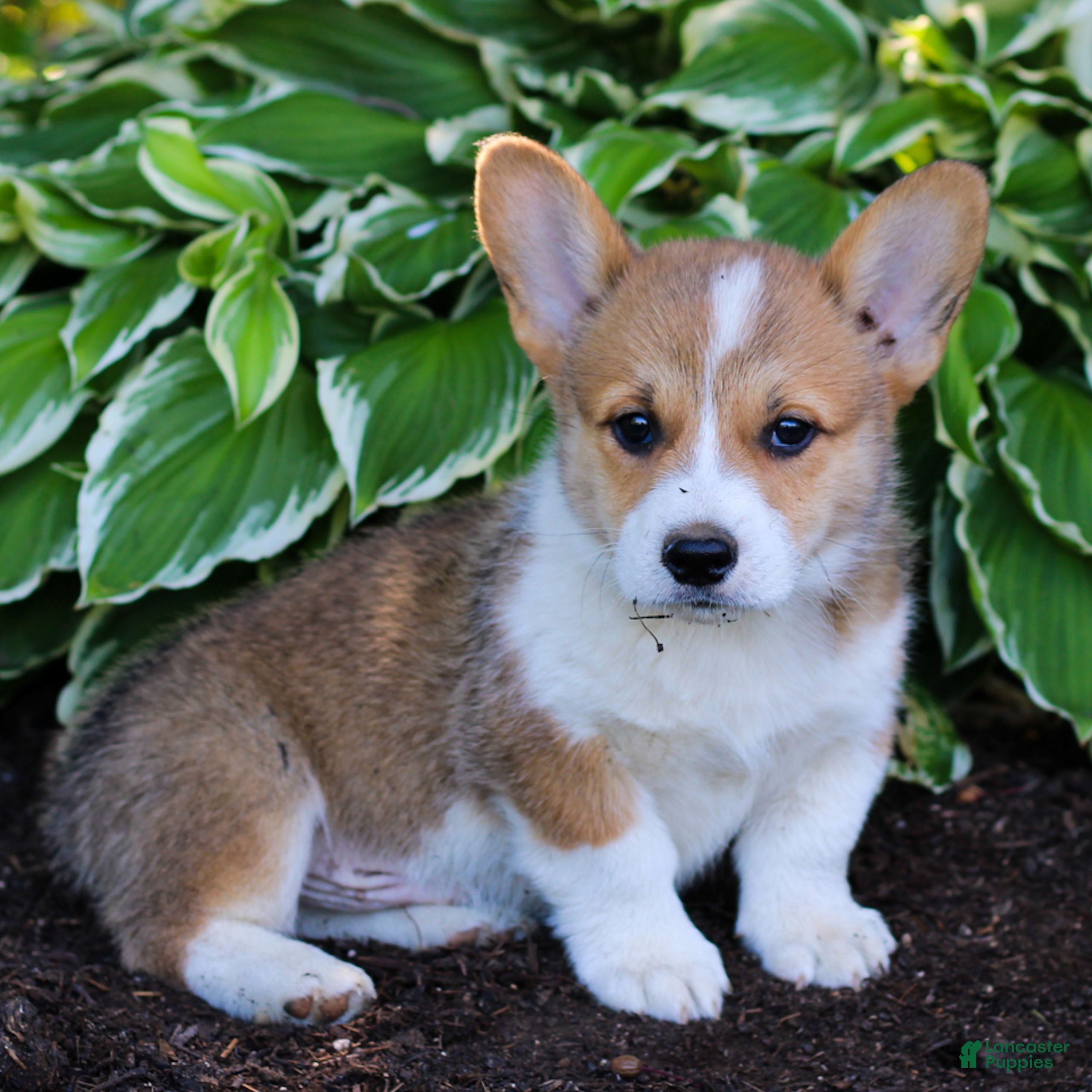 Welsh Corgi Pembroke dogs Kobe  - Ad 1