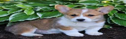 Welsh Corgi Pembroke dogs for sale: Kobe  - Ad 1