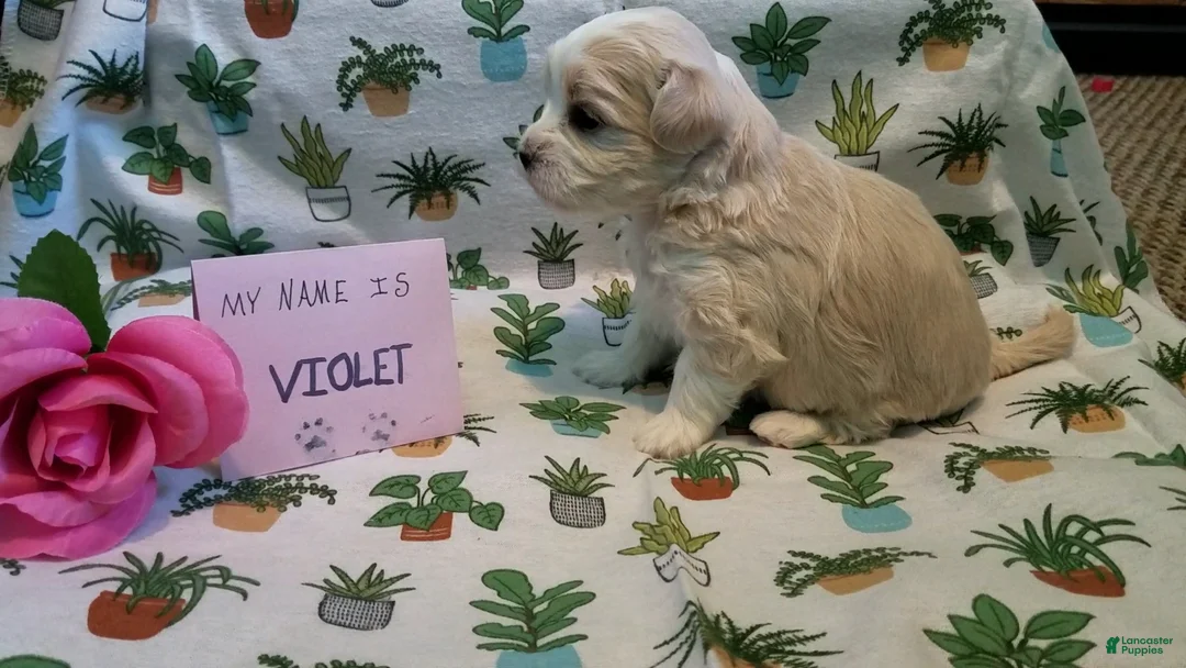 Maltipoo dogs for sale: Violet - Ad 10