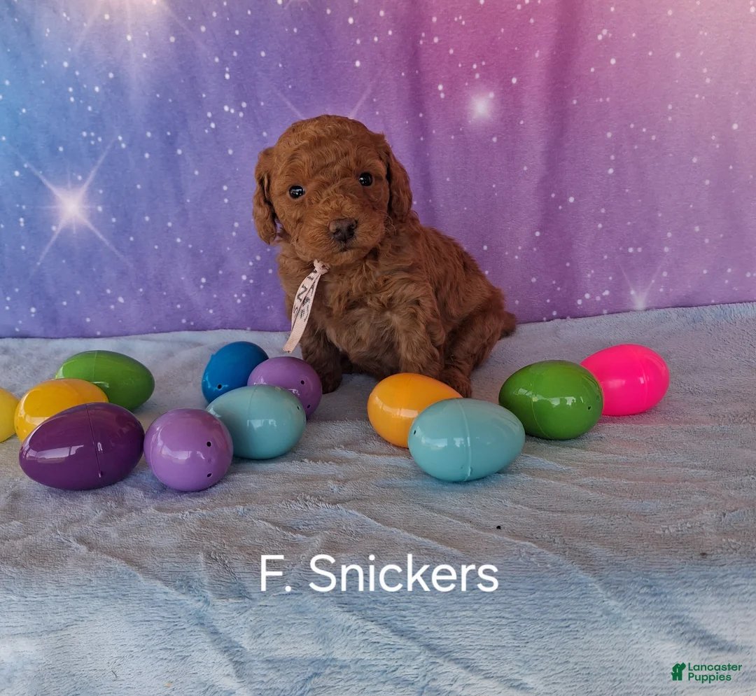Miniature Poodle dogs for sale: Miniature Poodle Snickers - Ad 1