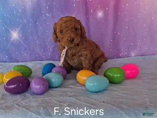 Miniature Poodle dogs Miniature Poodle Snickers - Ad 10