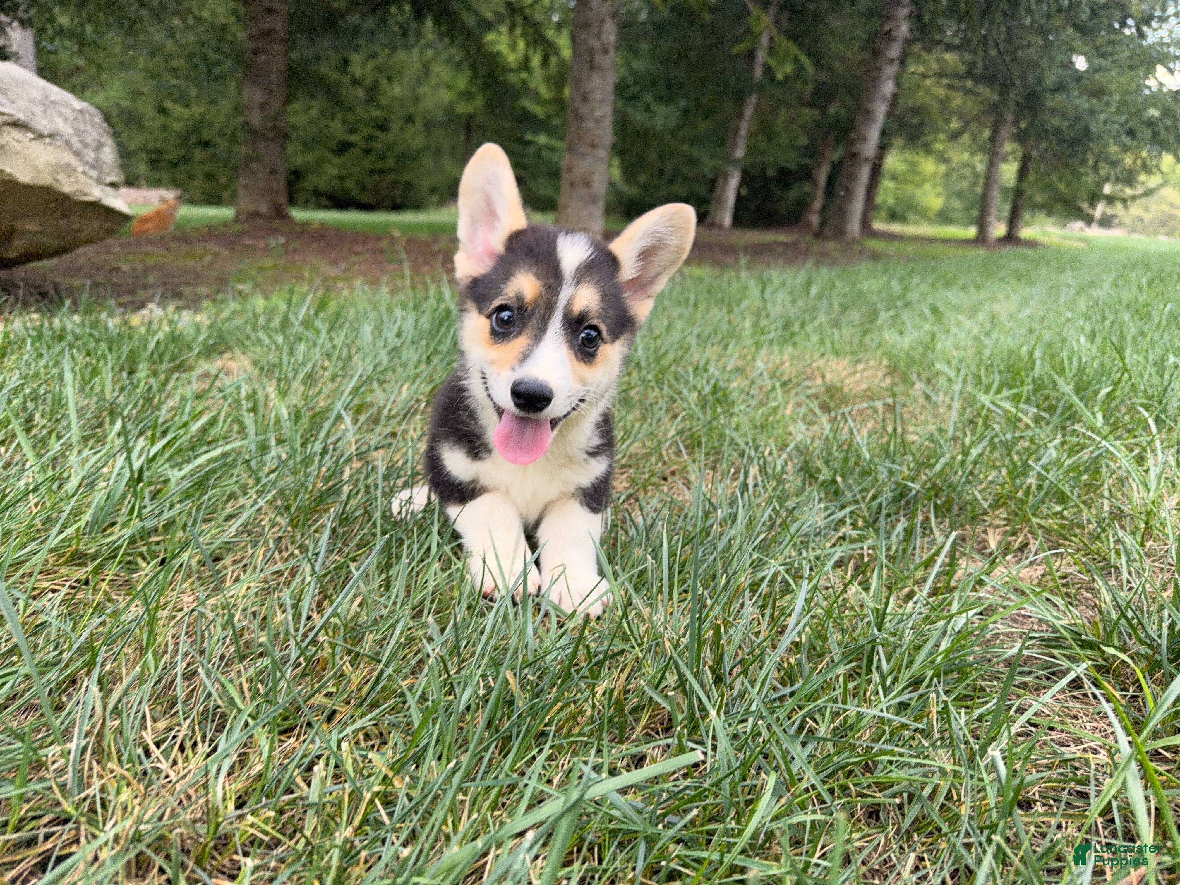 Welsh Corgi Pembroke dogs Floyd - Ad 2