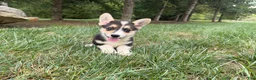 Welsh Corgi Pembroke dogs for sale: Floyd - Ad 2