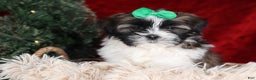 Shih Tzu dogs for sale: Pepper - Ad 21