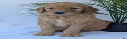 Goldendoodle dogs for sale: Charlie  - Ad 18