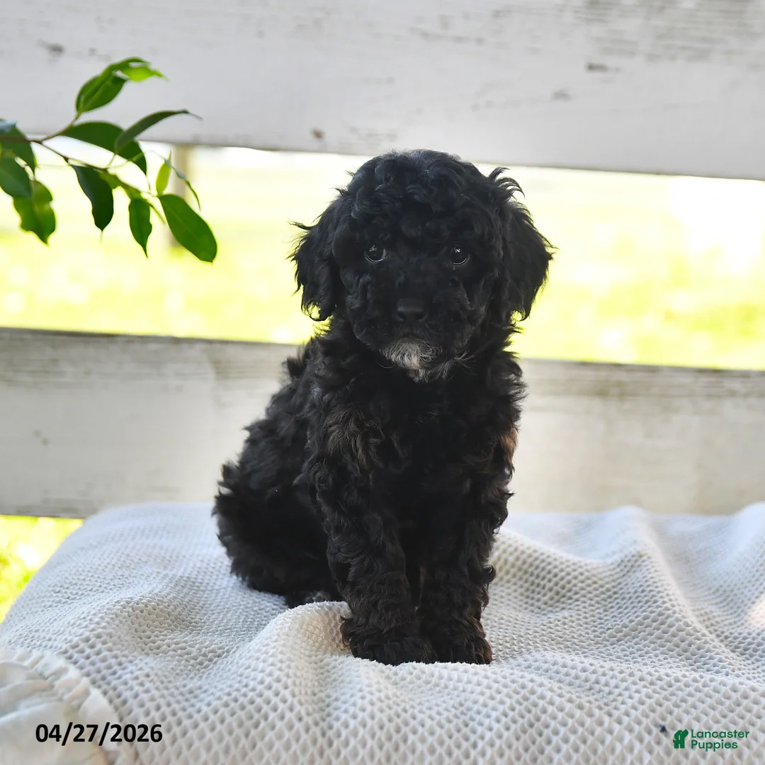 Miniature Poodle dogs for sale: Brenda - Ad 2