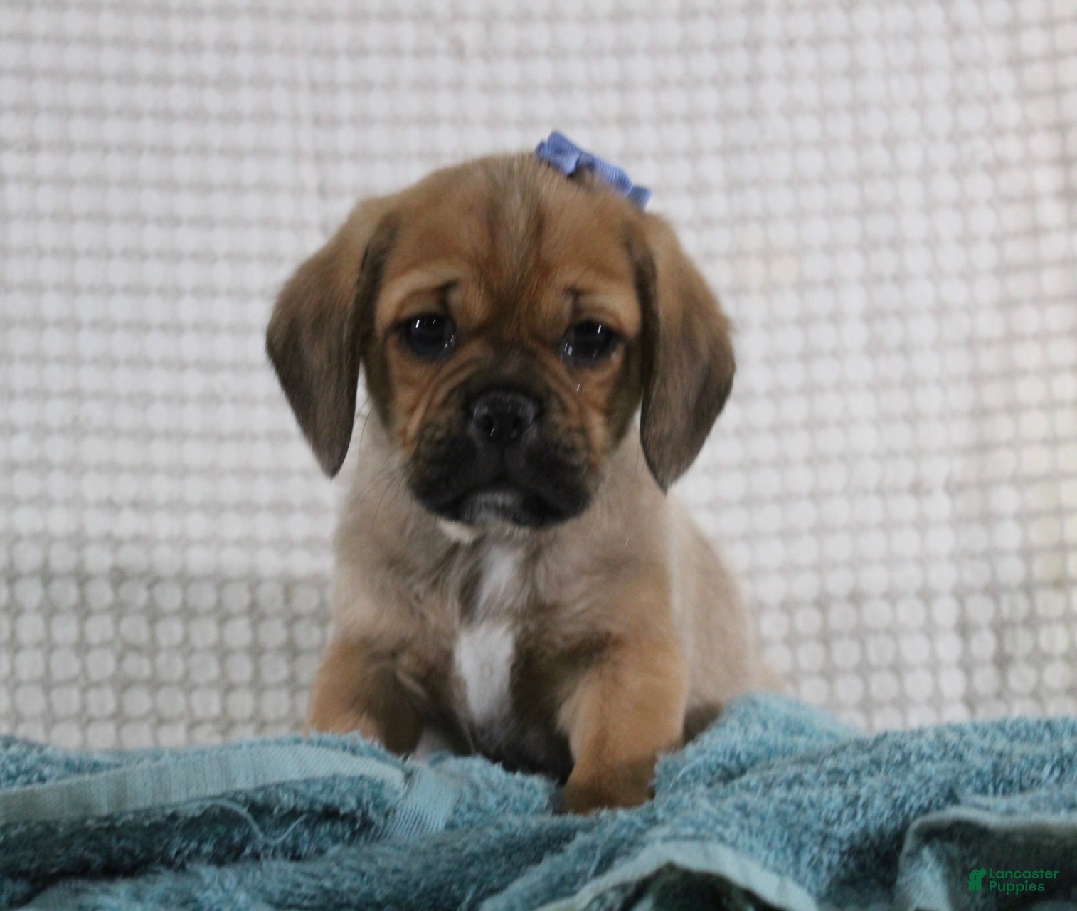 Puggle dogs Theodore - Ad 34