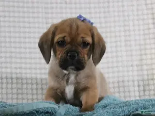 Puggle dogs Theodore - Ad 34