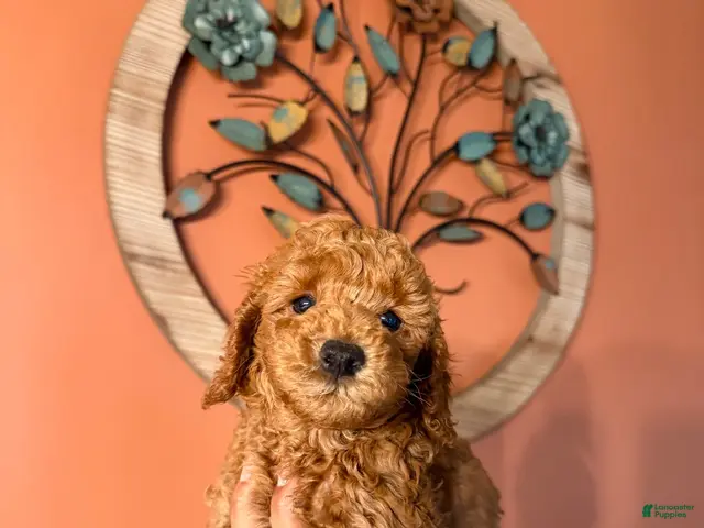 Miniature Poodle dogs for sale: Robin - Ad 1