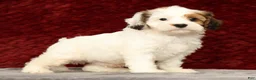 Cavapoo dogs for sale: Kendall - Ad 4