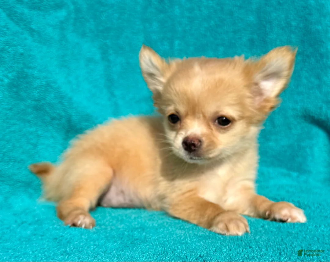 Chihuahua dogs for sale: Cream long hair  - Ad 2