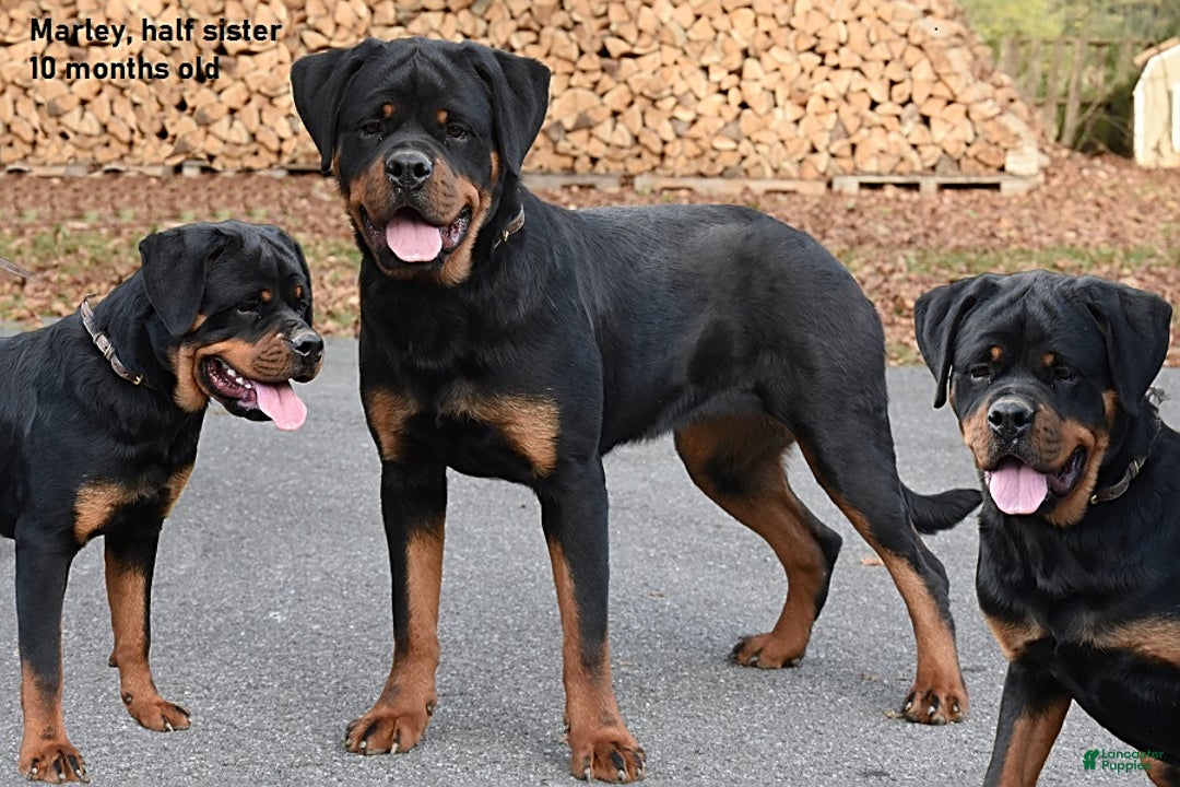 Guard Dog Docked Rottweiler Puppies For Sale Three Large Breed