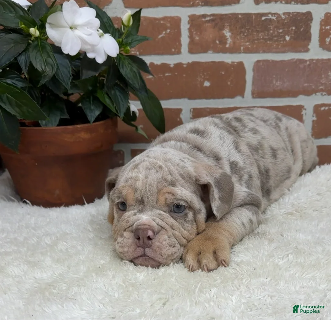 English Bulldog dogs for sale: Sampson - Ad 2