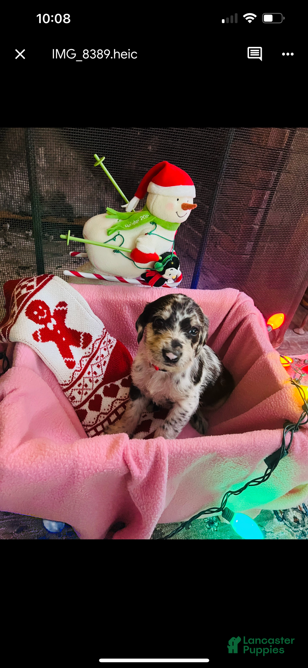 Mixed Breed dogs for sale: Black boy #3 - Ad 2