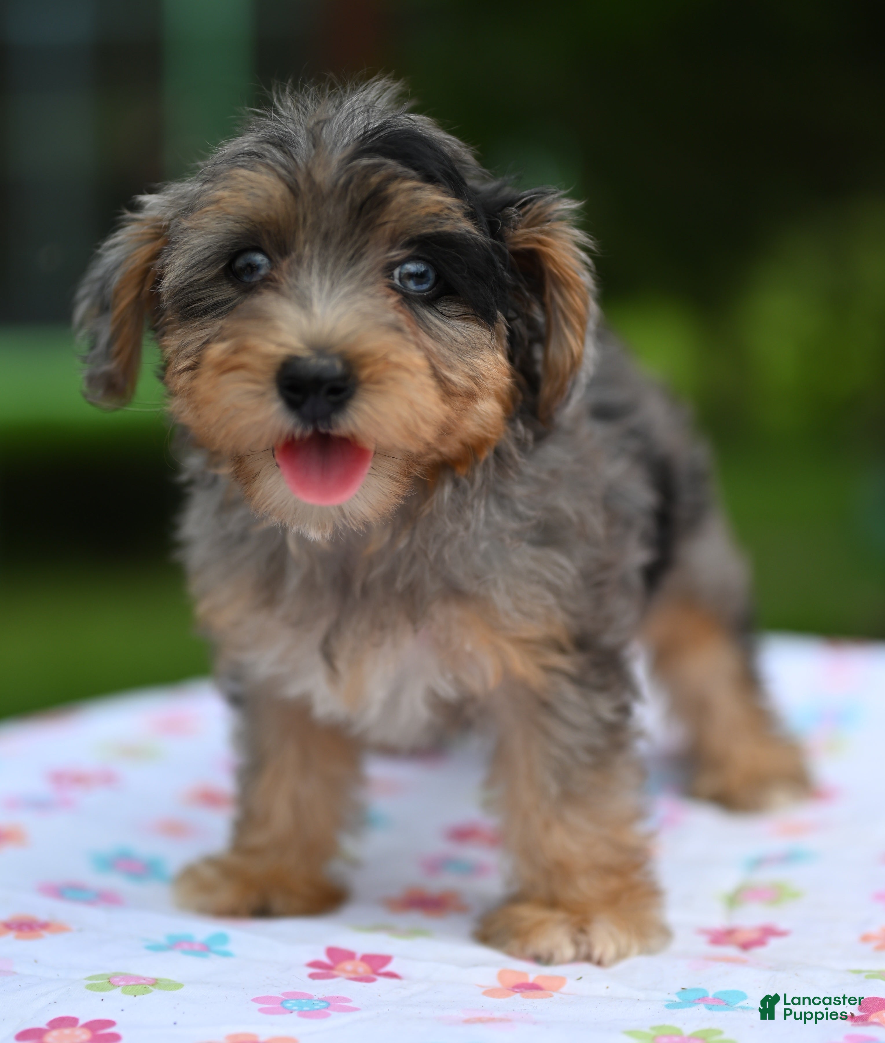 Yorkiepoo dogs Sapphire blue eyes  - Ad 2