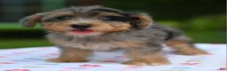 Yorkiepoo dogs for sale: Sapphire blue eyes  - Ad 2