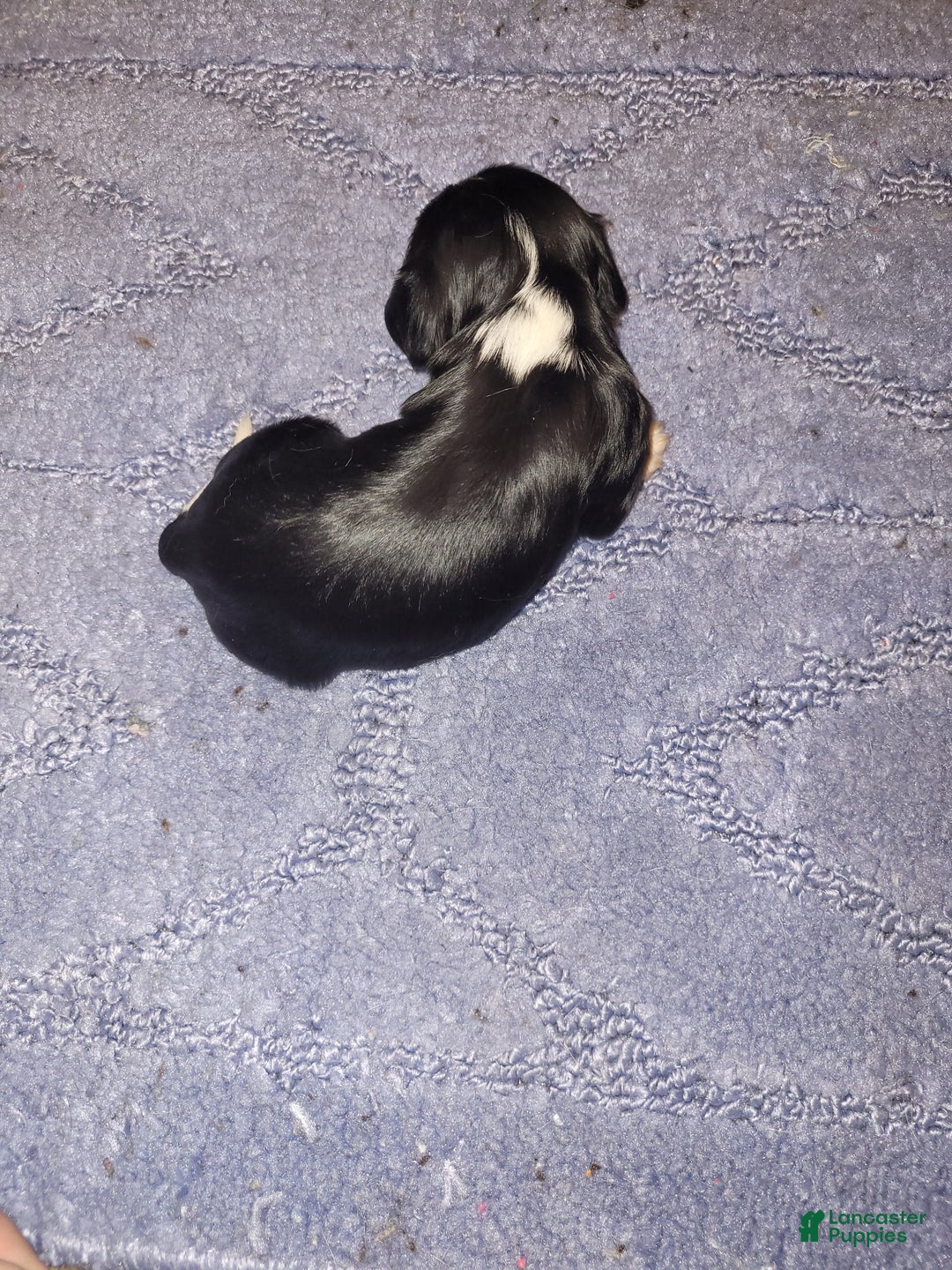 Cavalier King Charles Spaniel dogs for sale: Mary Stuart  - Ad 2