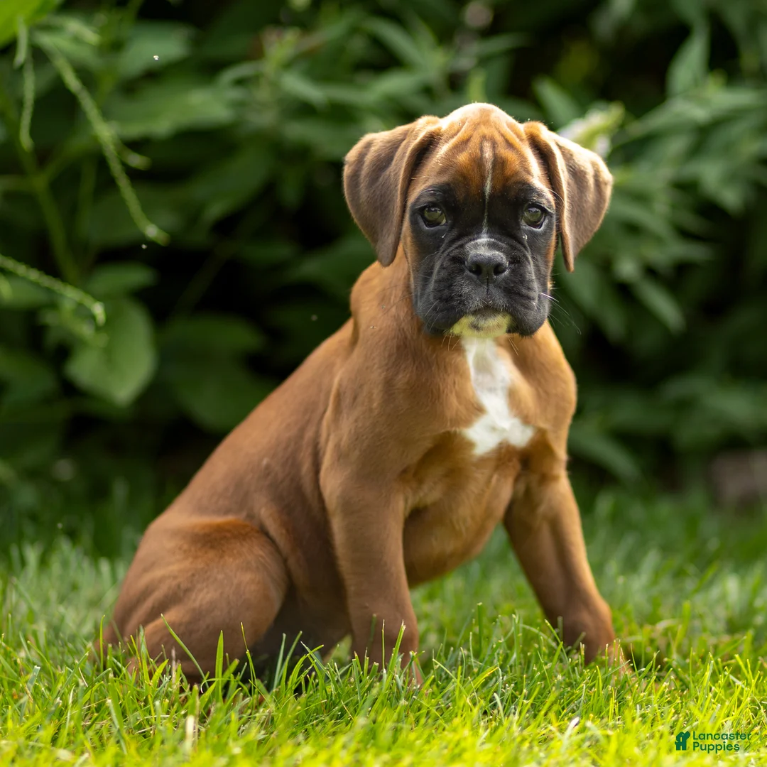 Boxer dogs for sale: Benji - Ad 2