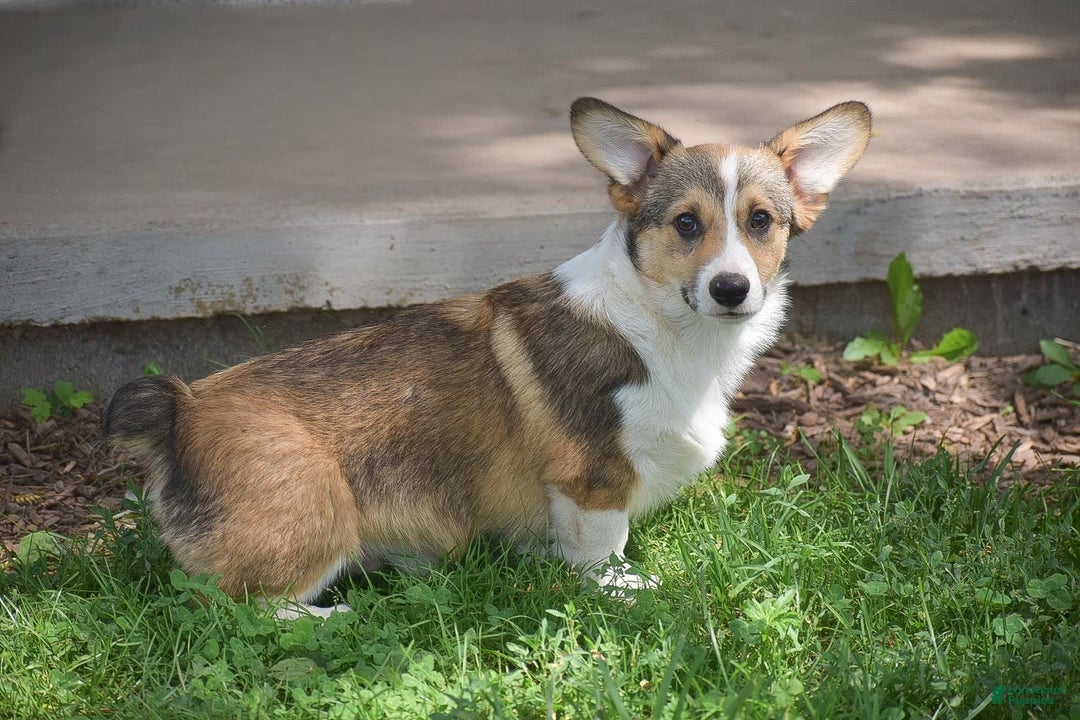 Pembroke Welsh Cardigan Welsh Corgi Herding Cattle Pembroke Welsh