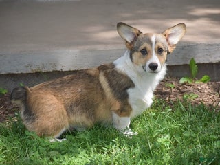 Welsh Corgi Pembroke dogs - Ad 39