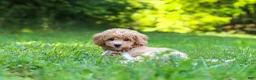 Bichpoo dogs for sale: Charlie  - Ad 5