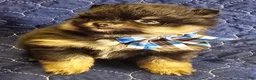 Pomeranian dogs for sale: Black & Tan boy - Ad 2