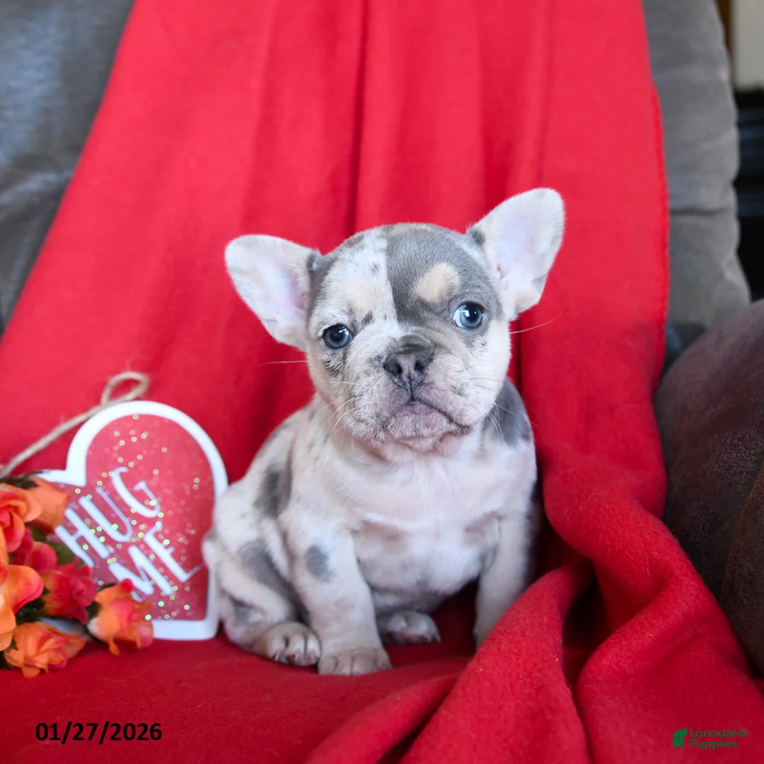 French Bulldog dogs for sale: Lola - Ad 3