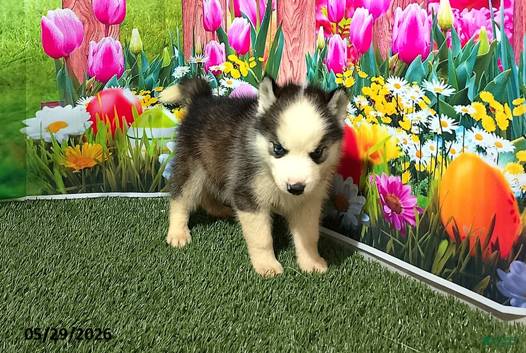 Siberian Husky dogs for sale: Max - Ad 4