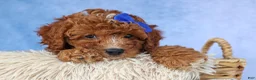 Cavapoo dogs for sale: TOBY - Ad 4