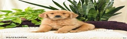 Golden Retriever dogs for sale: Shilo - Ad 1