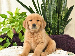 Golden Retriever dogs for sale: Shilo - Ad 2