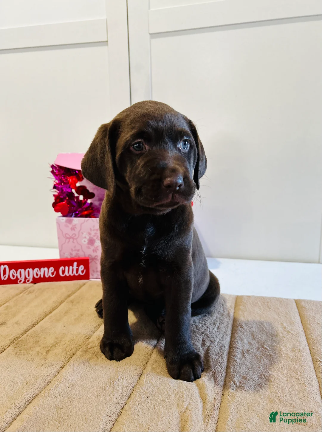 Labrador Retriever dogs for sale: Lucy - Ad 1