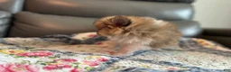 Pomeranian dogs for sale: Bella - Ad 3