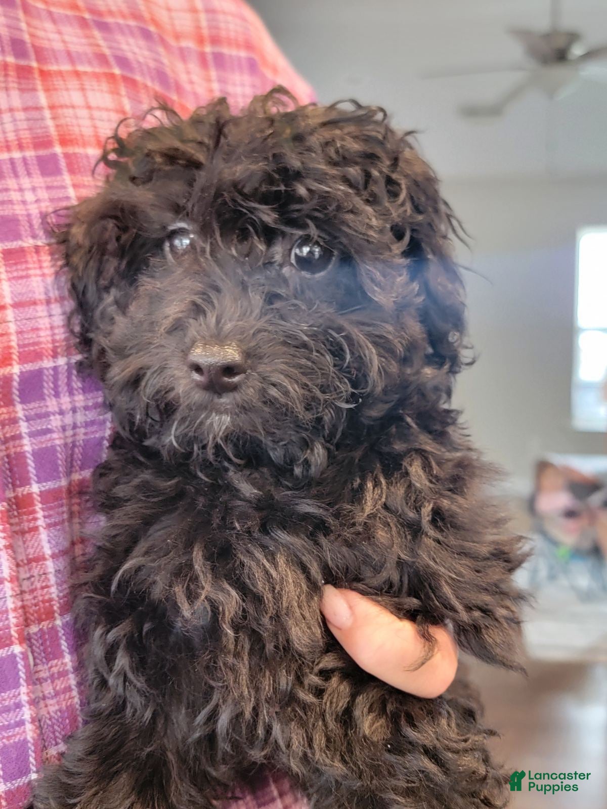 Toy Poodle dogs Toy Poodle Puppy 5 - Ad 19