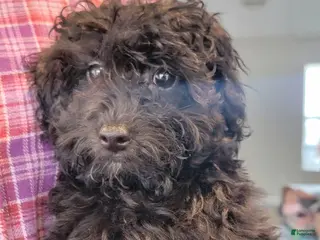 Toy Poodle dogs Toy Poodle Puppy 5 - Ad 19