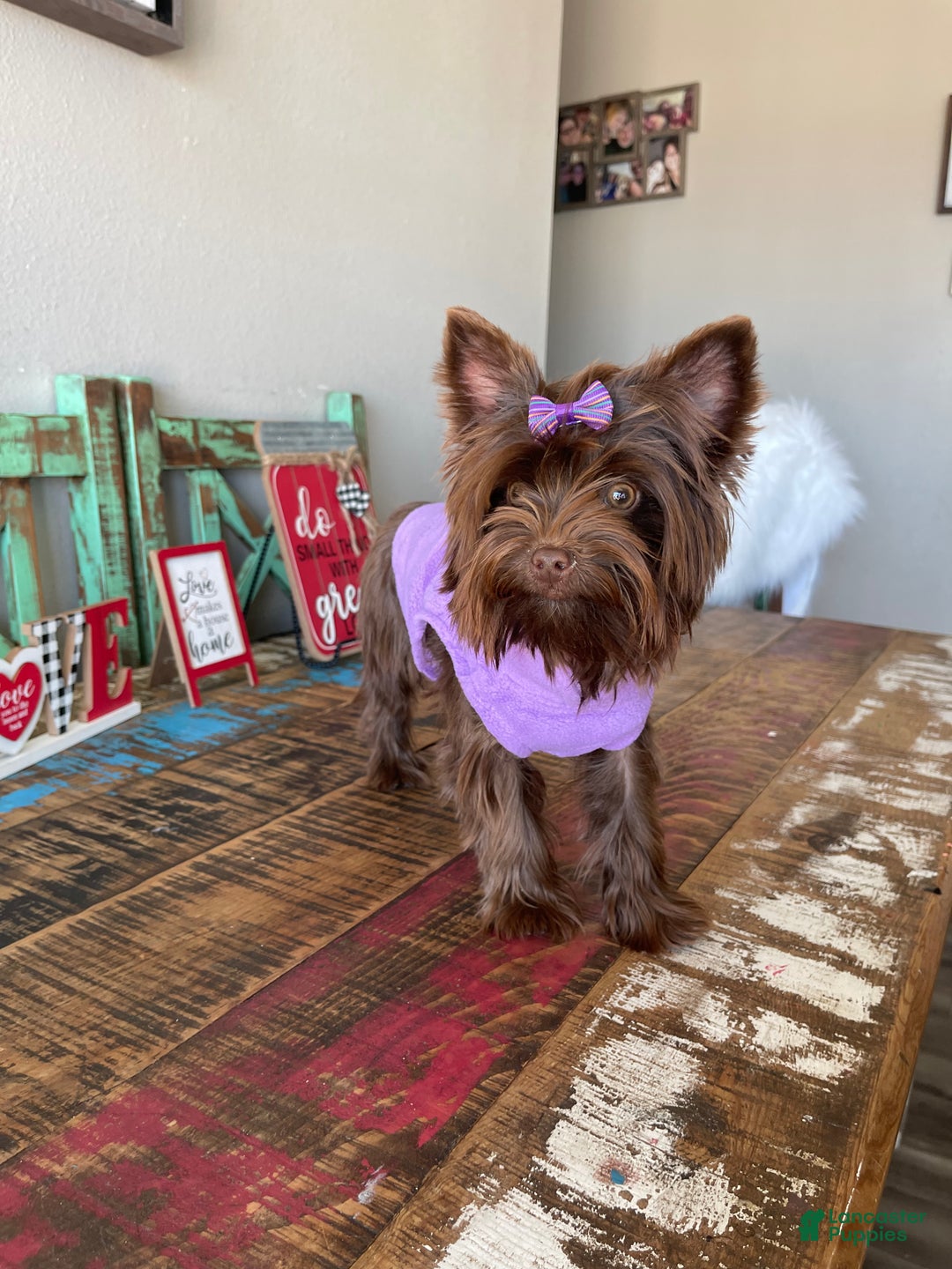 Yorkshire Terrier dogs for sale: KB Chocolate Girl Coco 🩷 - Ad 1