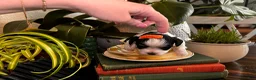 Morkie dogs for sale: Morkie 2 - Ad 4