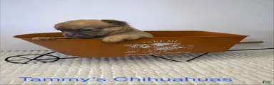 Chihuahua 2