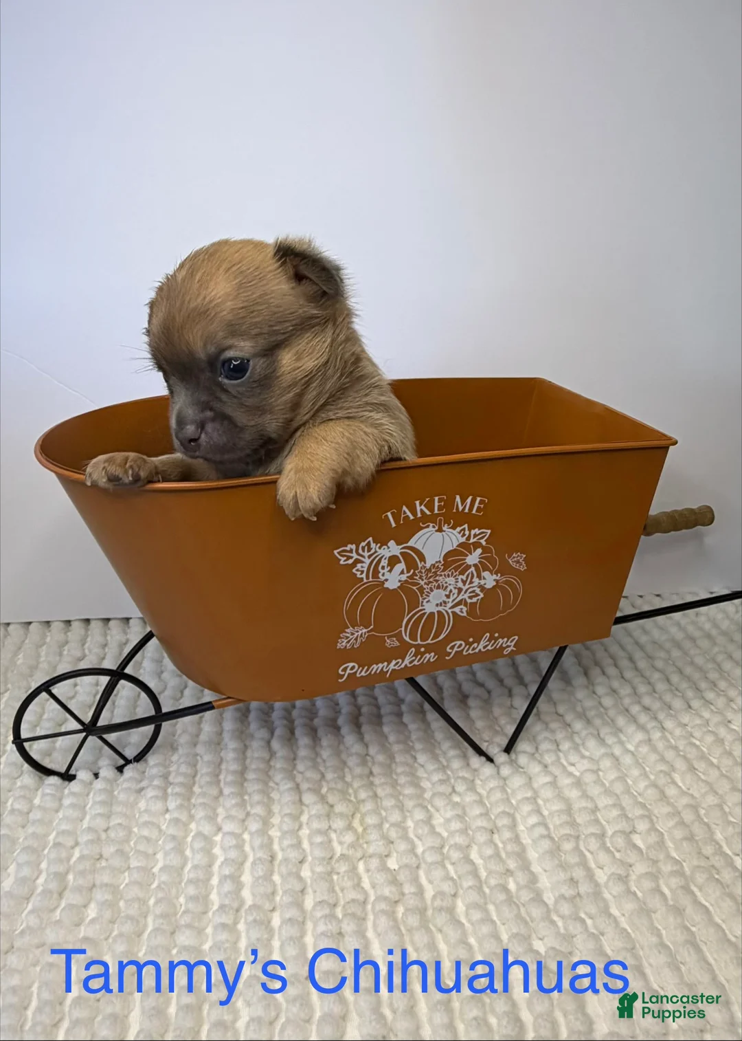 Chihuahua dogs for sale: Chihuahua 2 - Ad 1