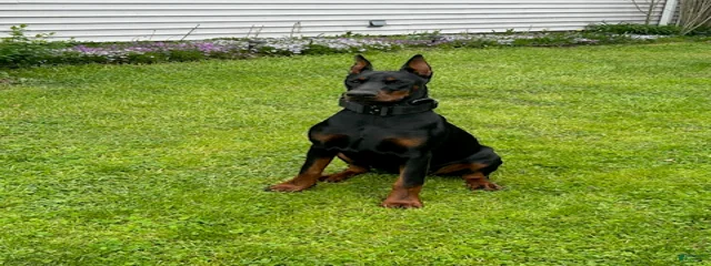 Miss Remi May