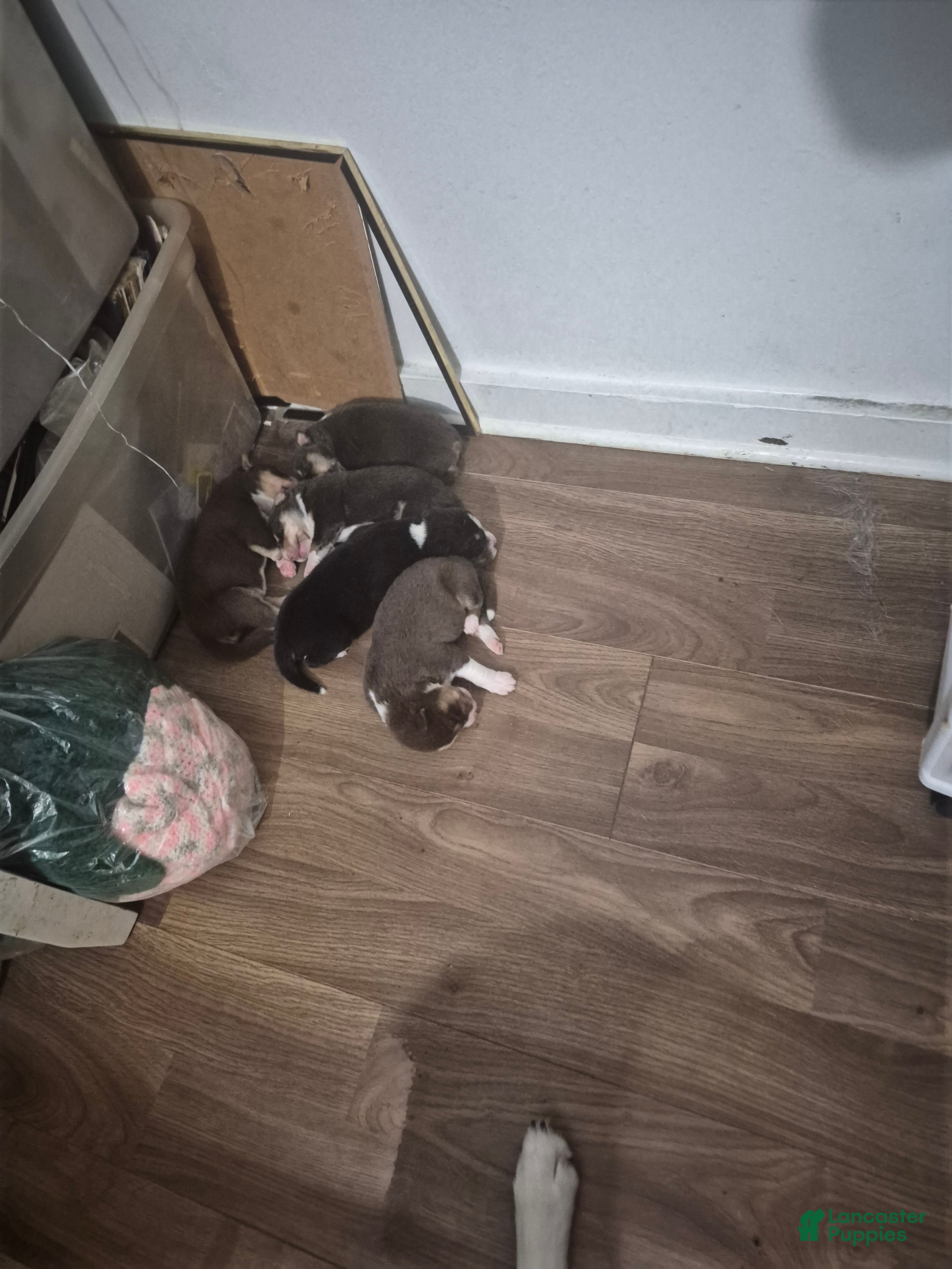 Mixed Breed dogs Mixed Breed 5 - Ad 31